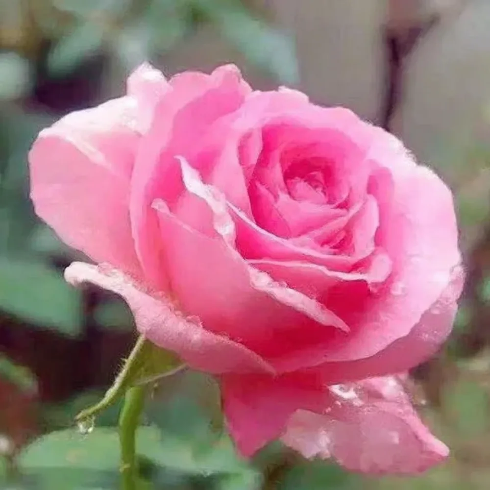 Rózsa Pink Pearl (rózsaszín)