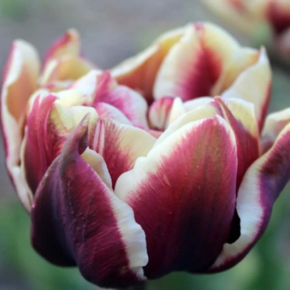Tulipán Wyndham (borvörös)