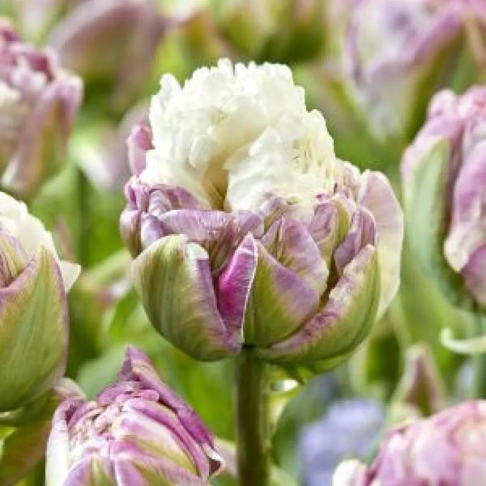 Tulipán Mystery Valley