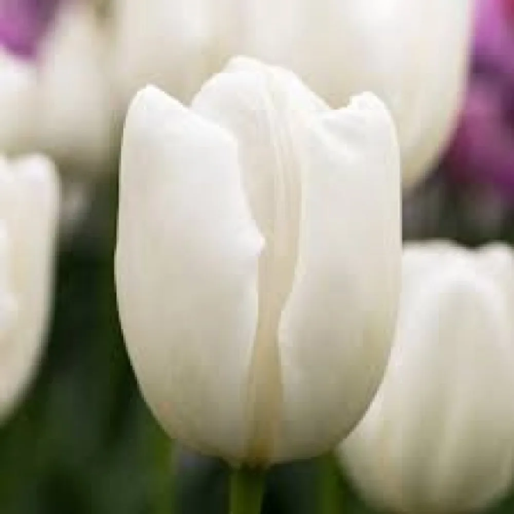 Tulipán Hakuun (fehér)