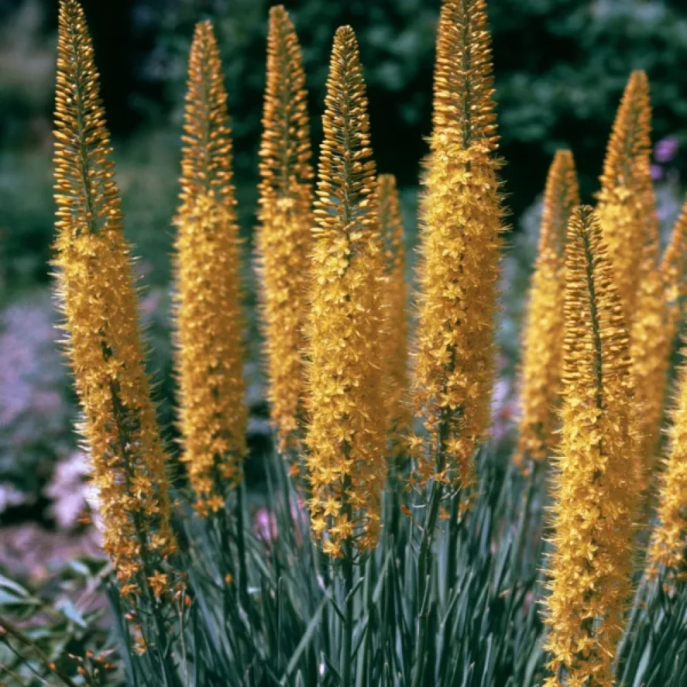 Liliomgyertya Bungeii