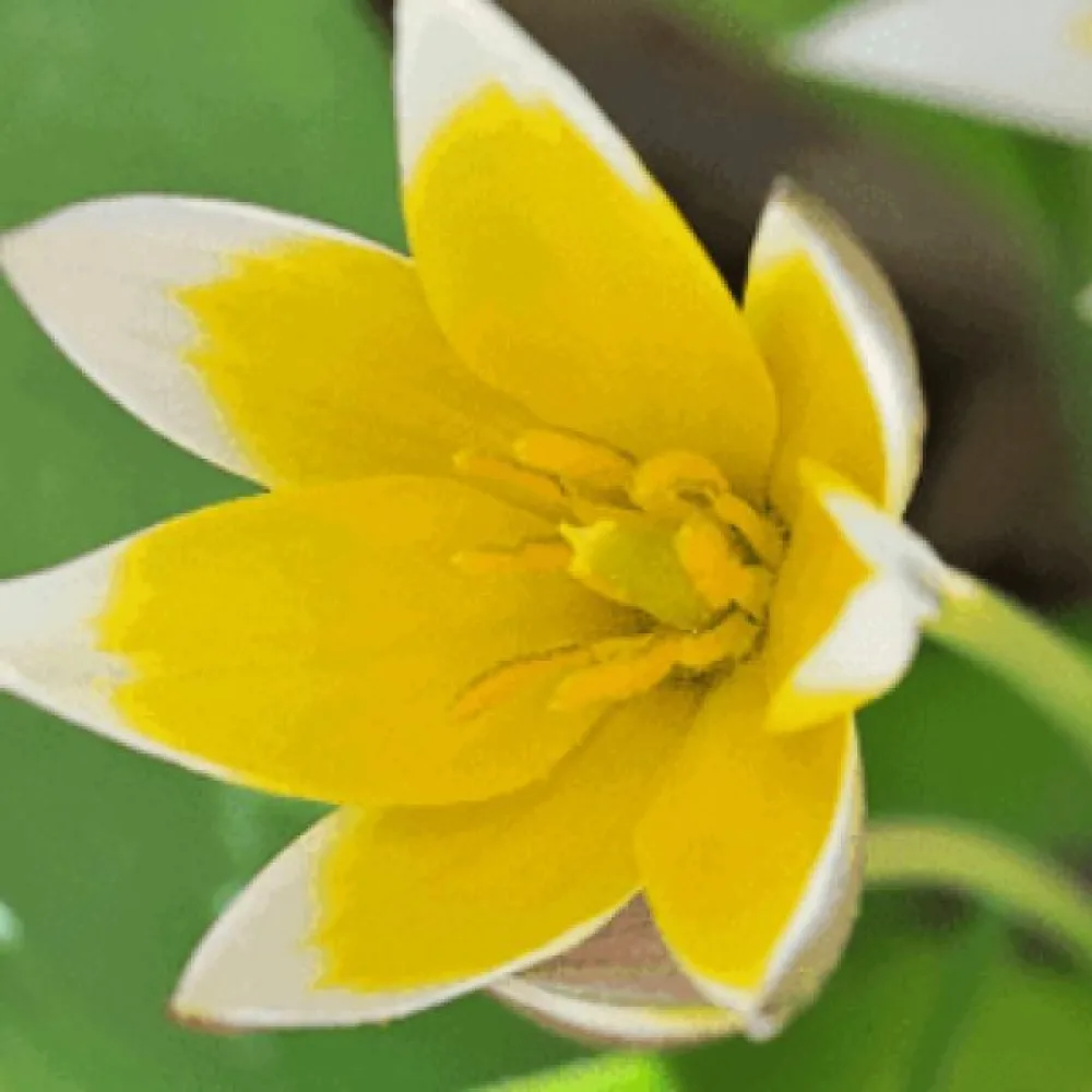 Tulipán Tarda Dasystemon (alacsony)