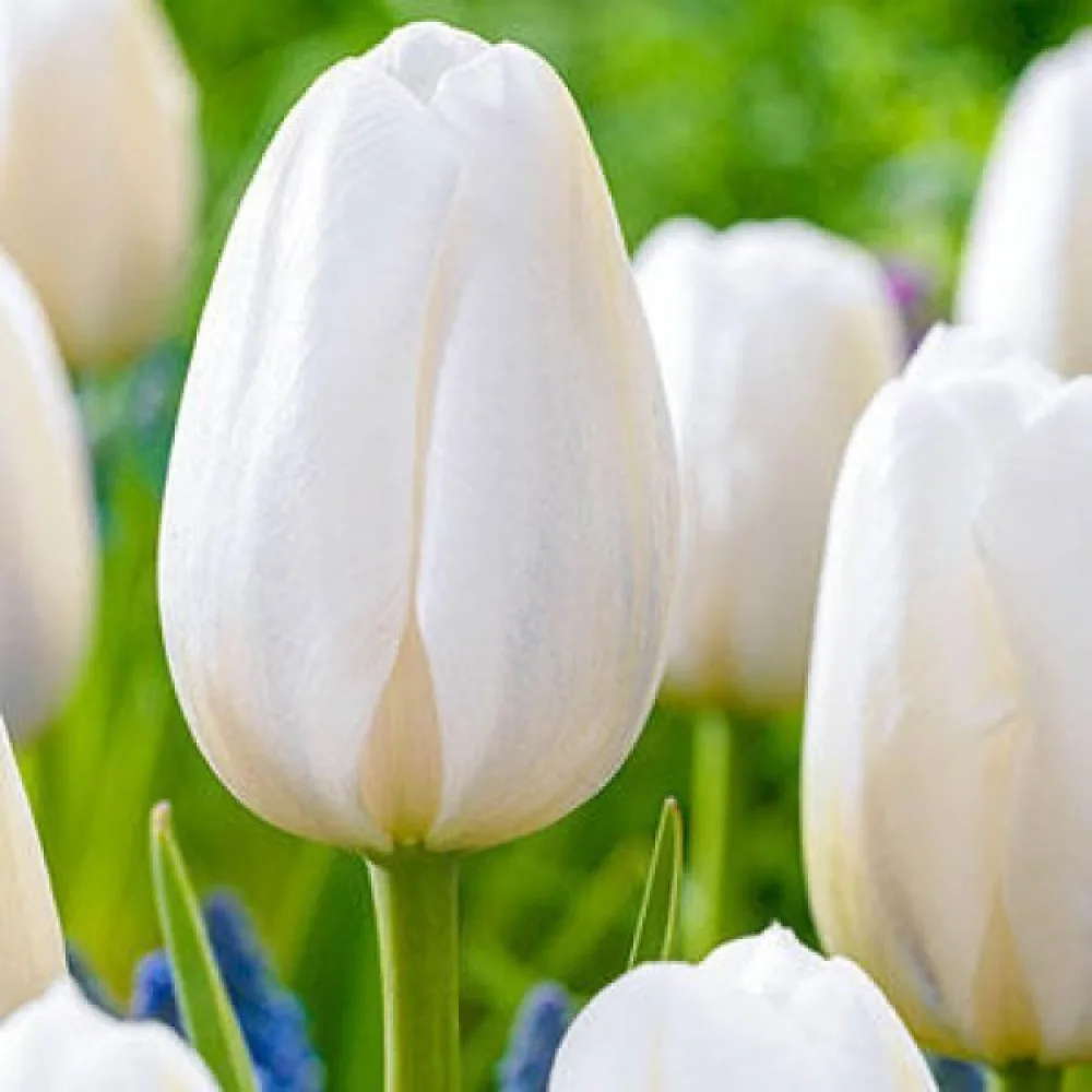 Tulipán Clearwater (piros)