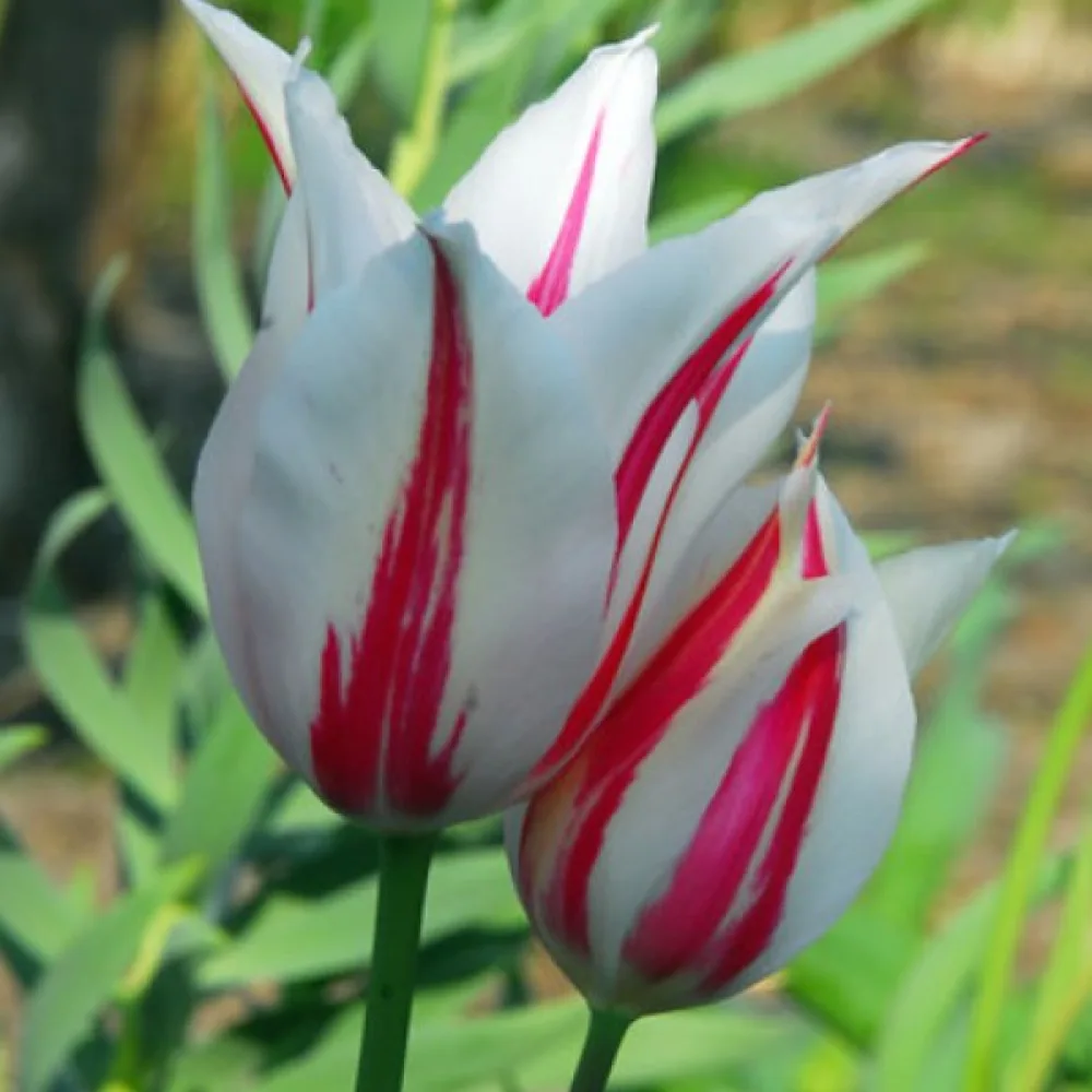 Tulipán Marilyn (piros)