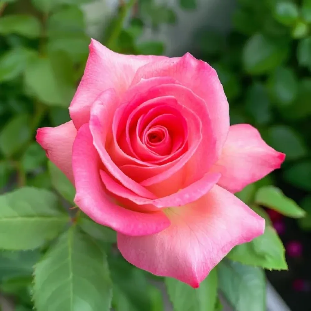 Rózsa Pink Snowflake - szabadgyökerű