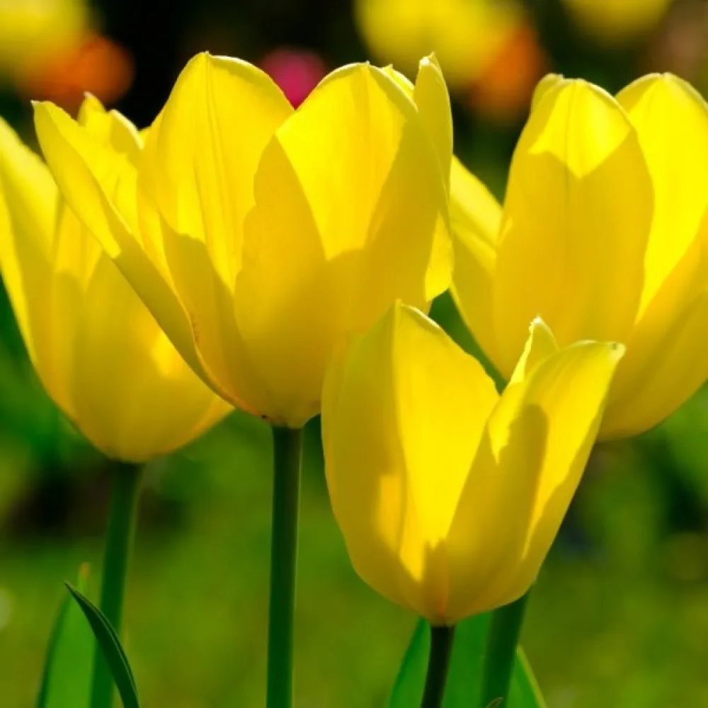 Tulipán Candela (sárga)