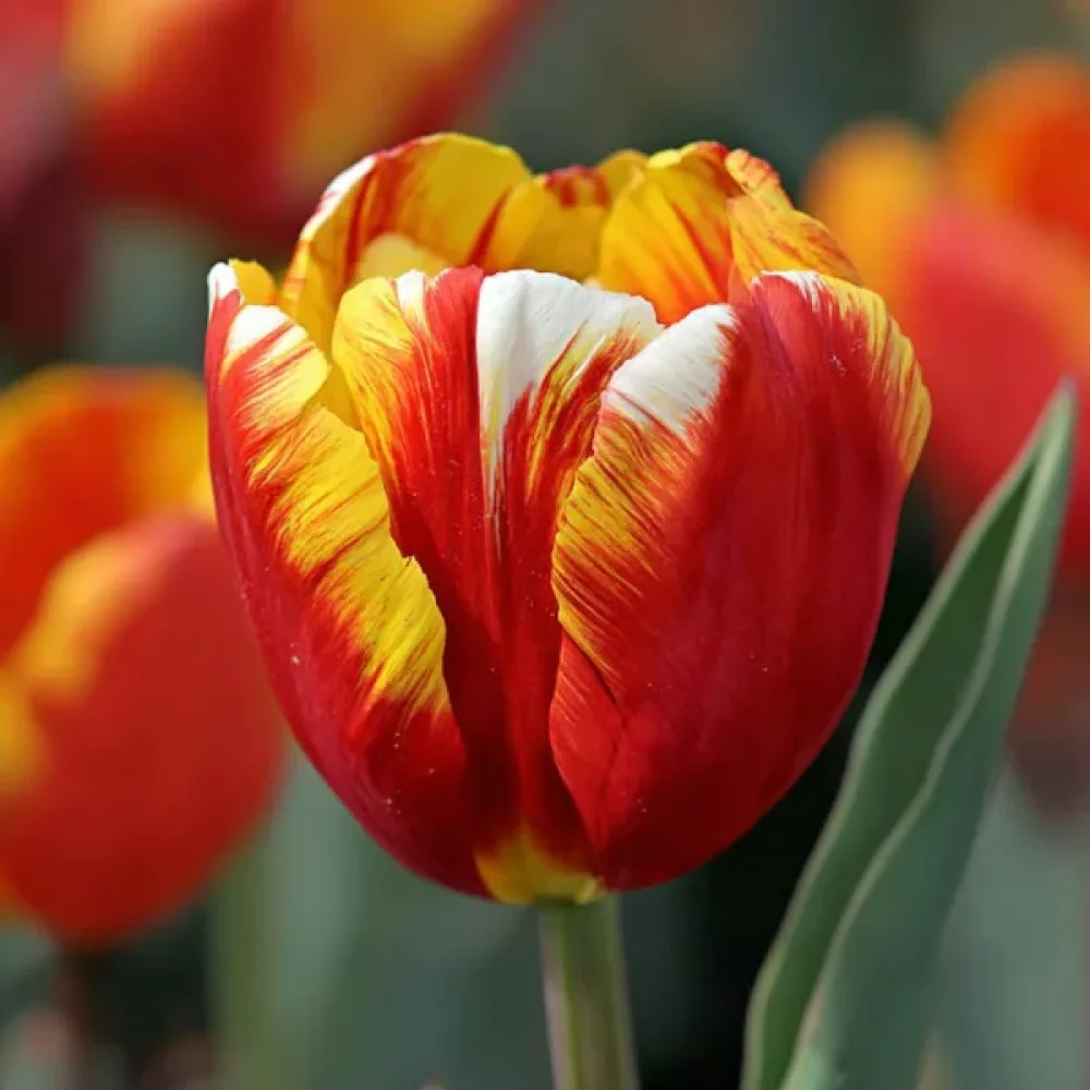 Tulipán Dow Jones (sárga)