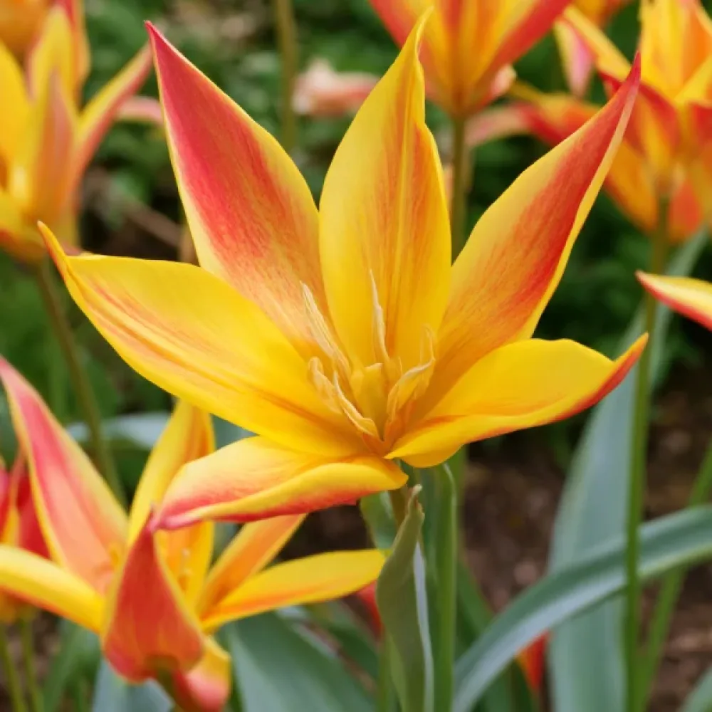 Tulipán Kolpakowskiana (sárga)