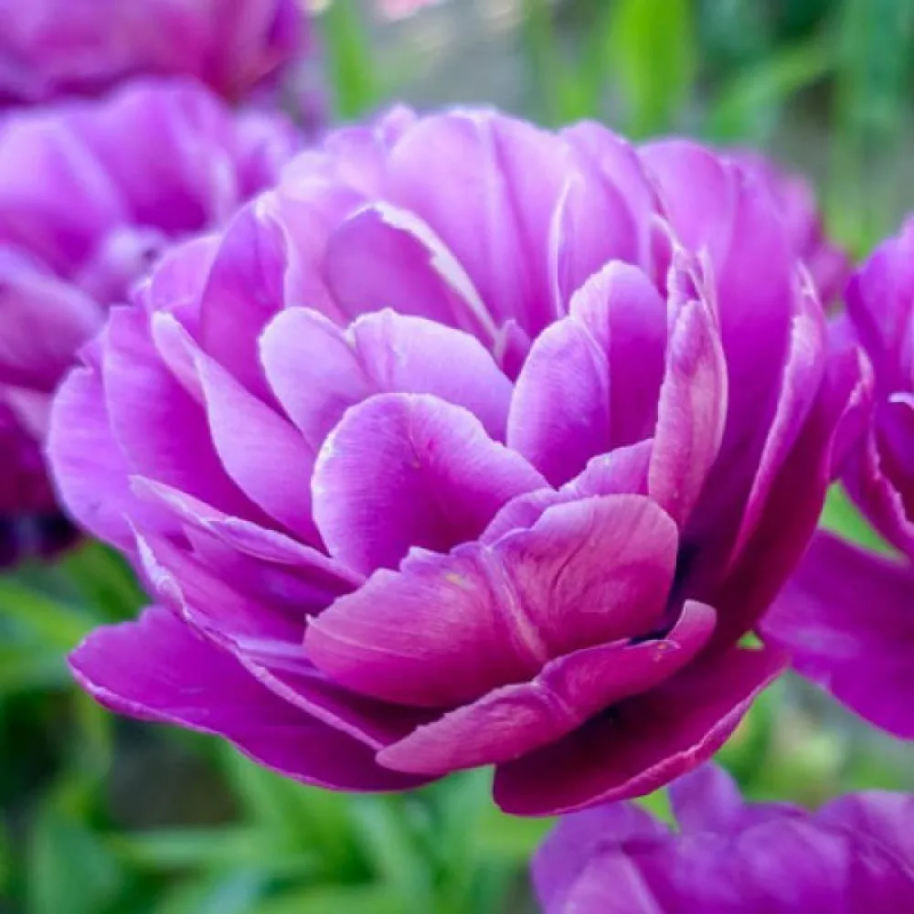 Tulipán Blue spectacle (lila)
