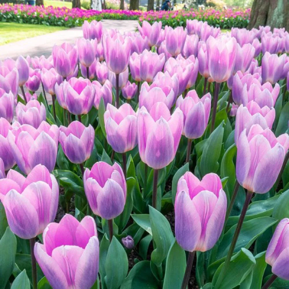 Tulipán Light And Dreamy