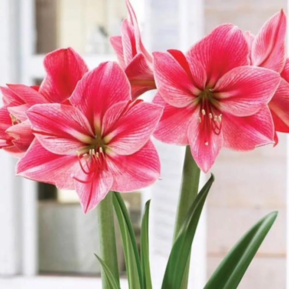 Amarillisz Gervase (tűzpiros)