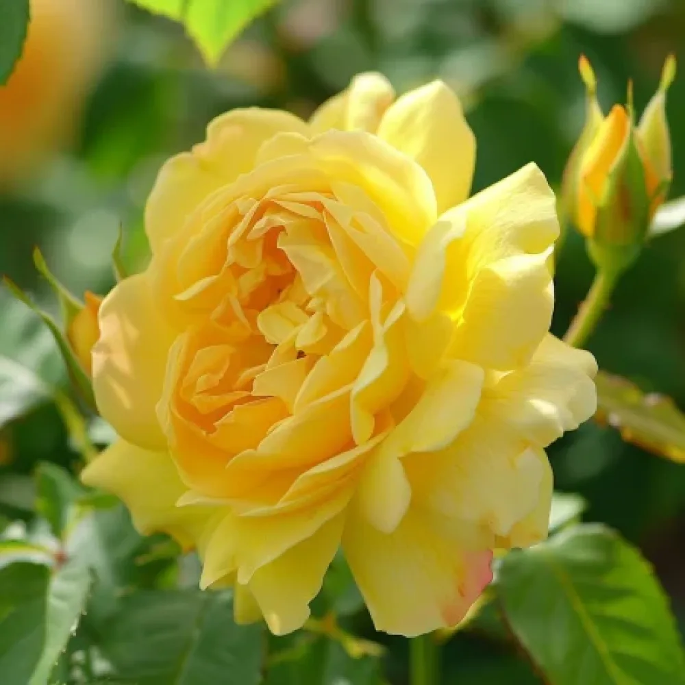 Rózsa Citrus Harmony - szabadgyökerű