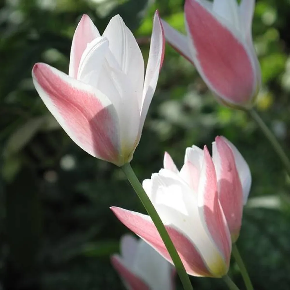 Tulipán Lady Jane (krémszínű)