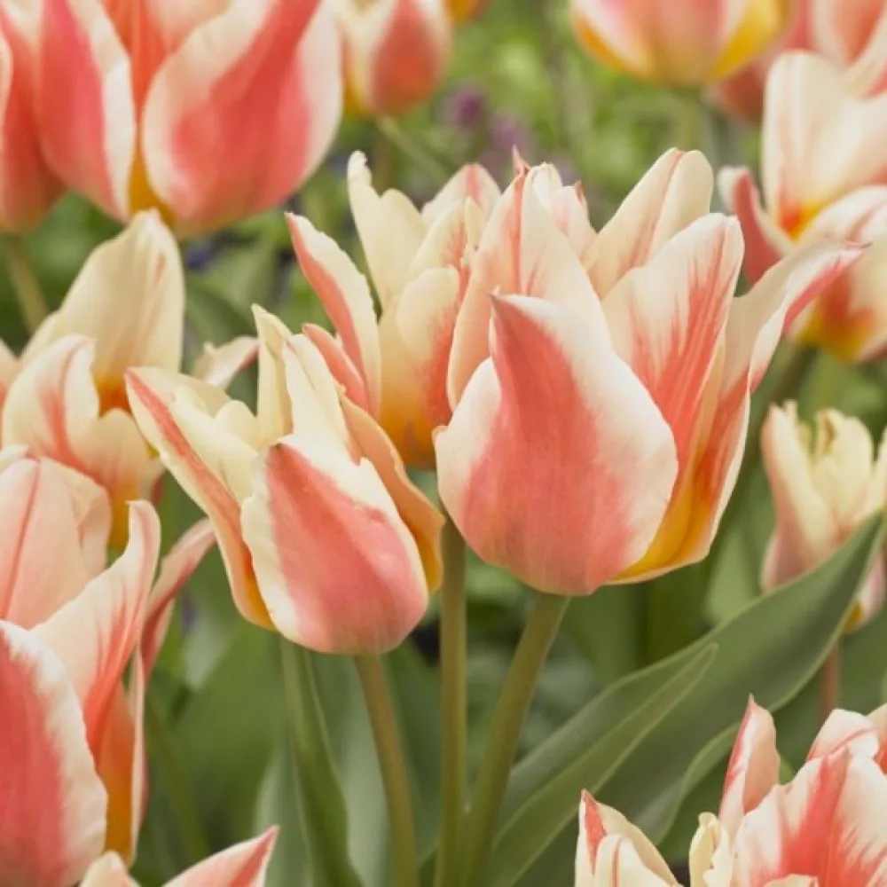 Tulipán Quebec (fehér)