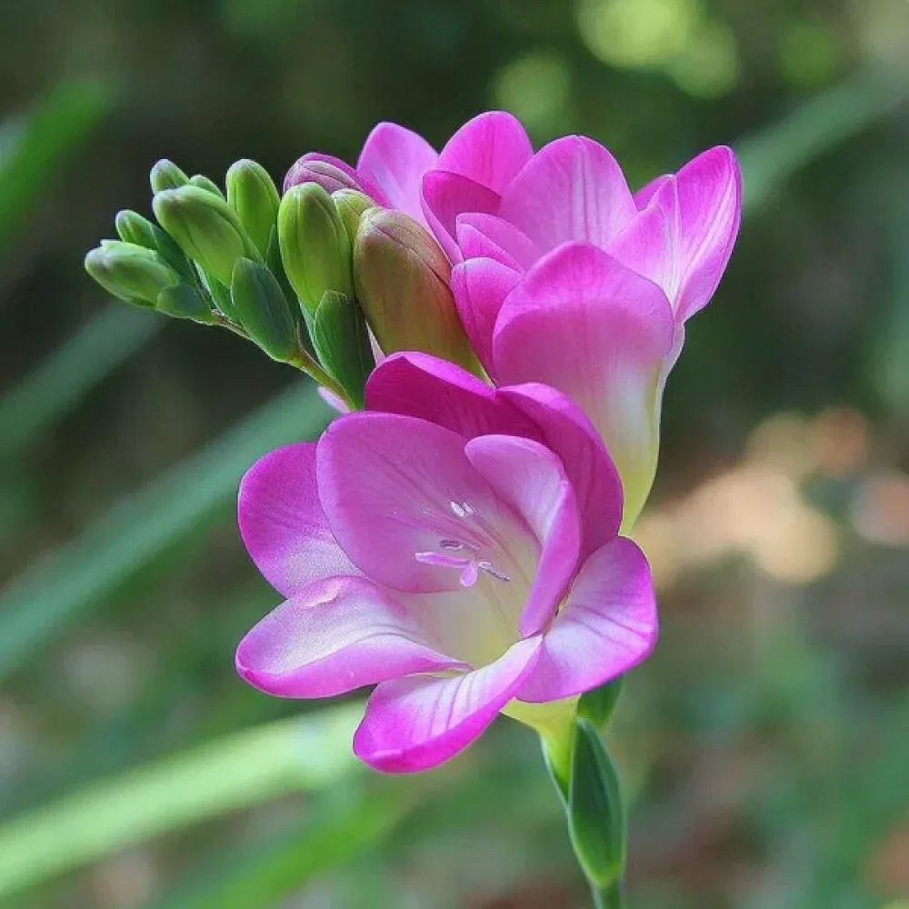 Frézia Pink Single