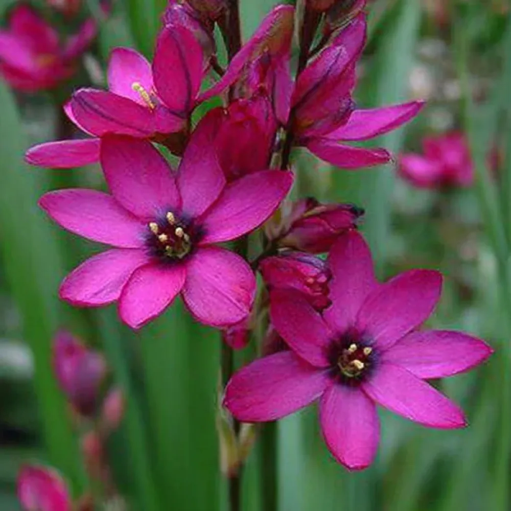 Ixia Mabel (rózsaszín)