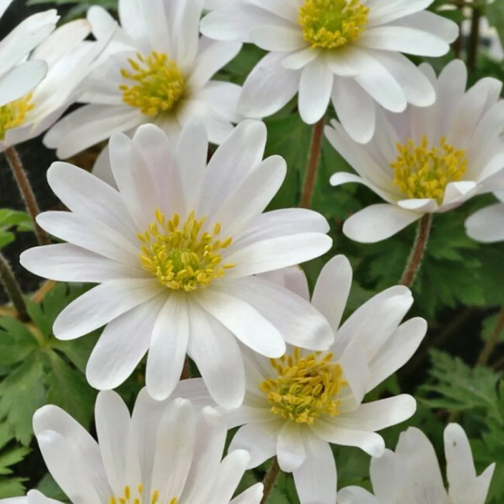 Szellőrózsa White Splendor Blanda (fehér)
