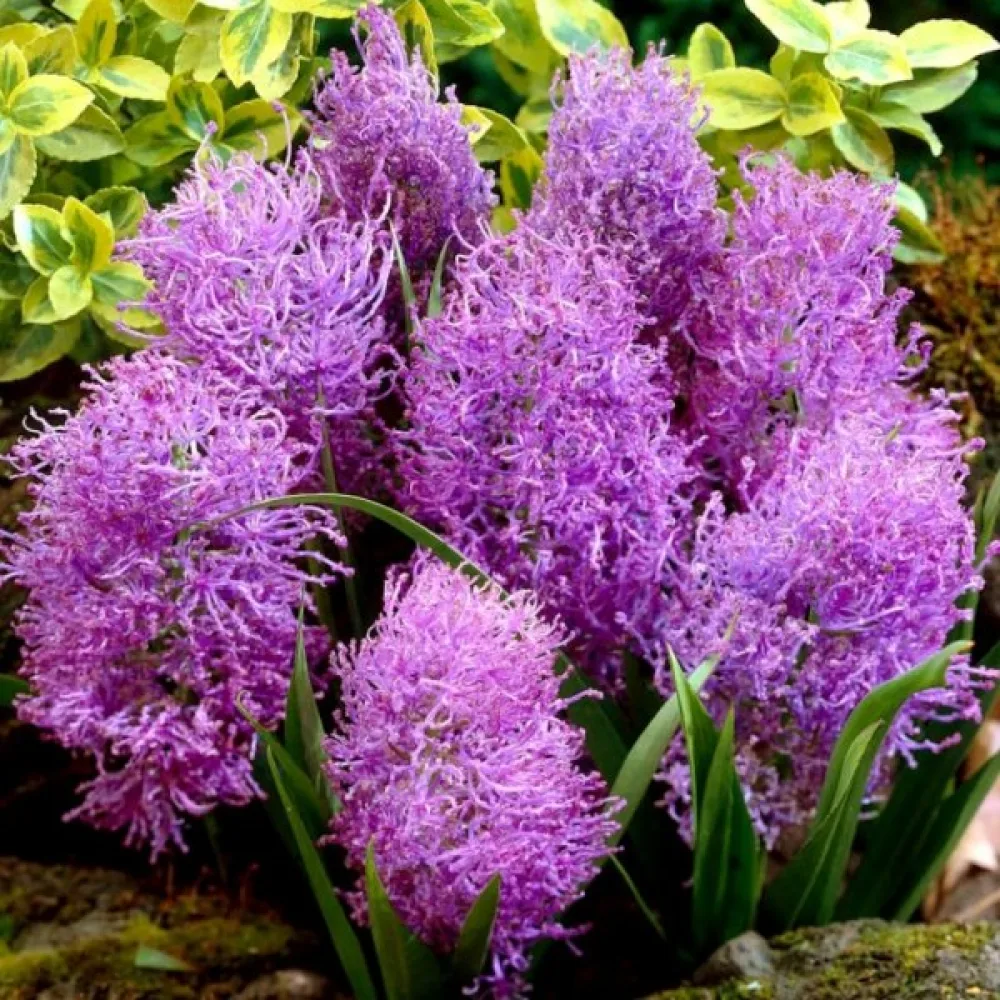 Gyöngyike Comosum Plumosum (lila)