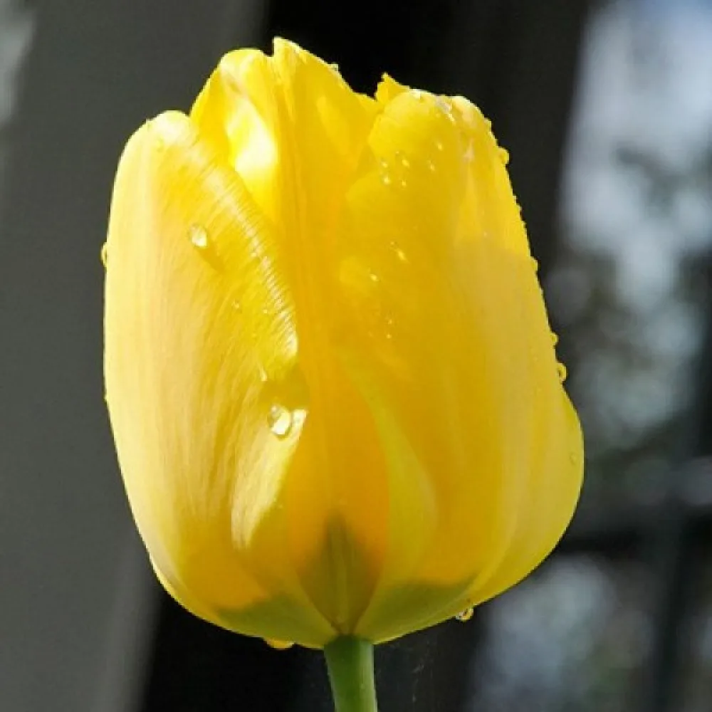 Tulipán Jan van Nes (sárga)