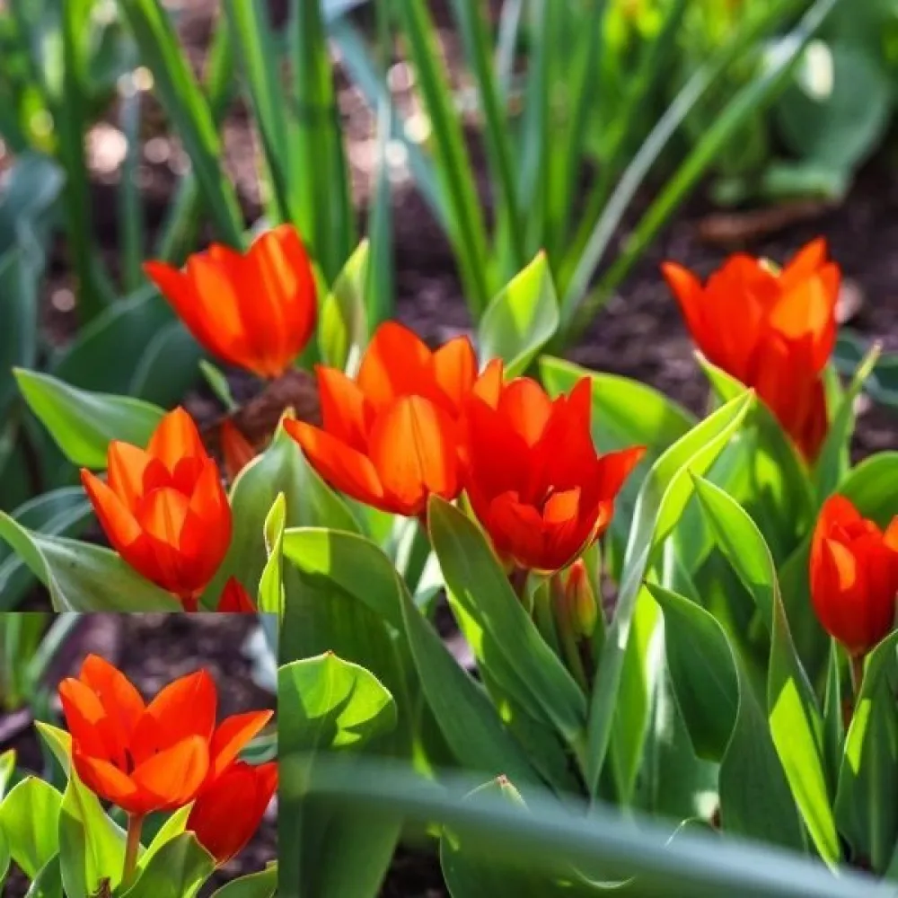 Tulipán Praestans Zwanenburg (narancssárga)