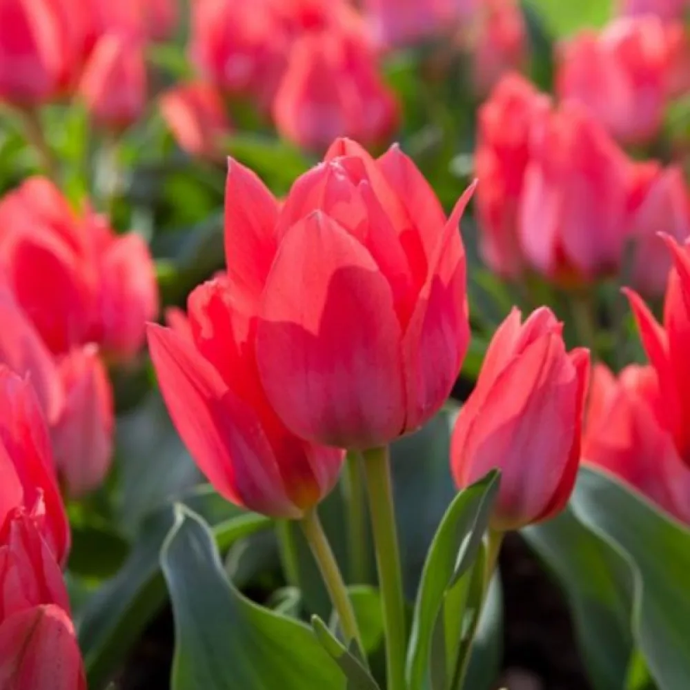 Tulipán Toronto (piros)