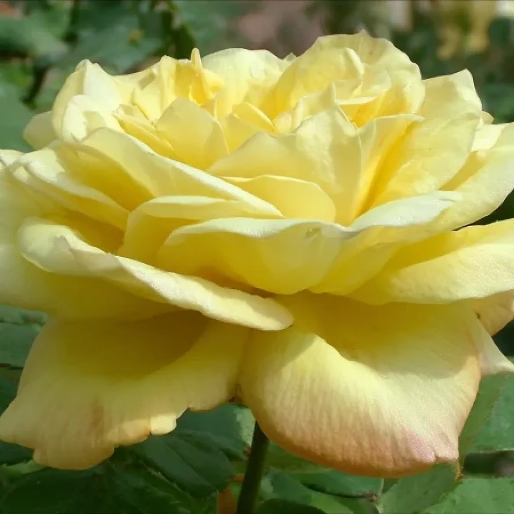 Rózsa Radiant Gold - szabadgyökerű