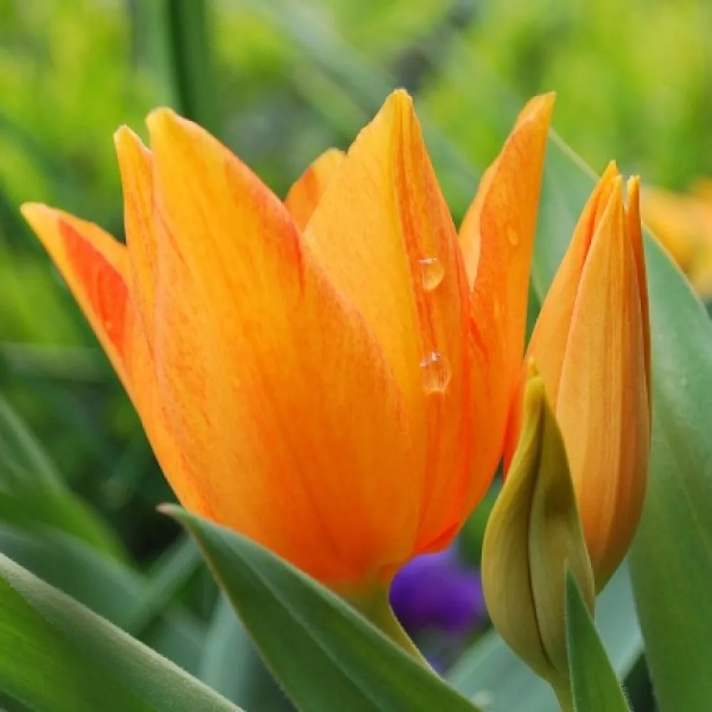 Tulipán Praestans Shogun (narancssárga)