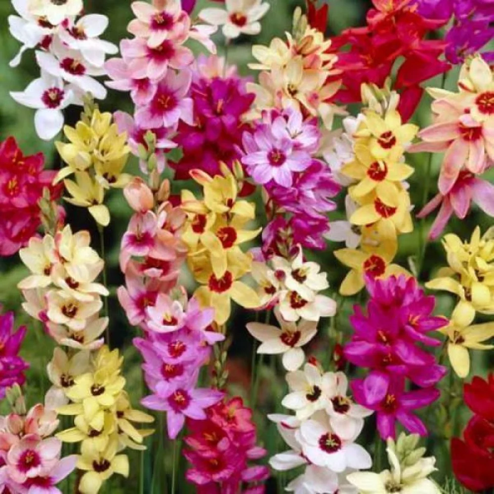 Ixia mixed (élénk keverék)