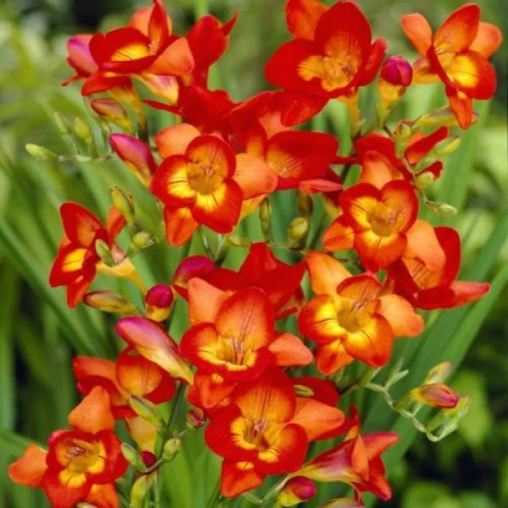 Frézia Single red (piros, szimpla)