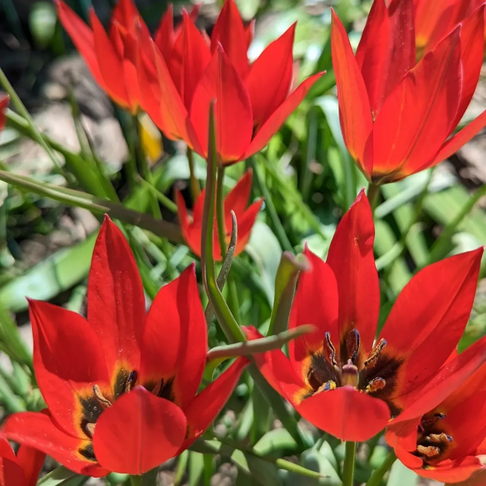 Tulipán Lizzy (rózsaszín)
