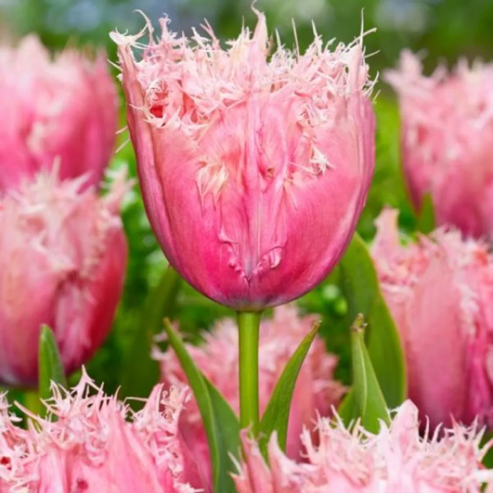 Tulipán Paleis Het Loo (krémszínű)