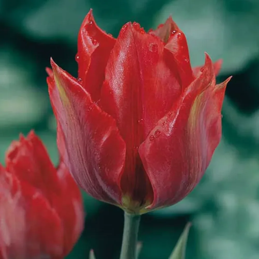 Tulipán Julius Caesar