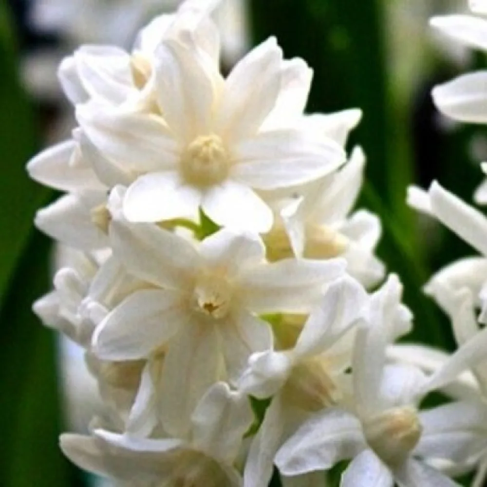 Puskinia alba (fehér)