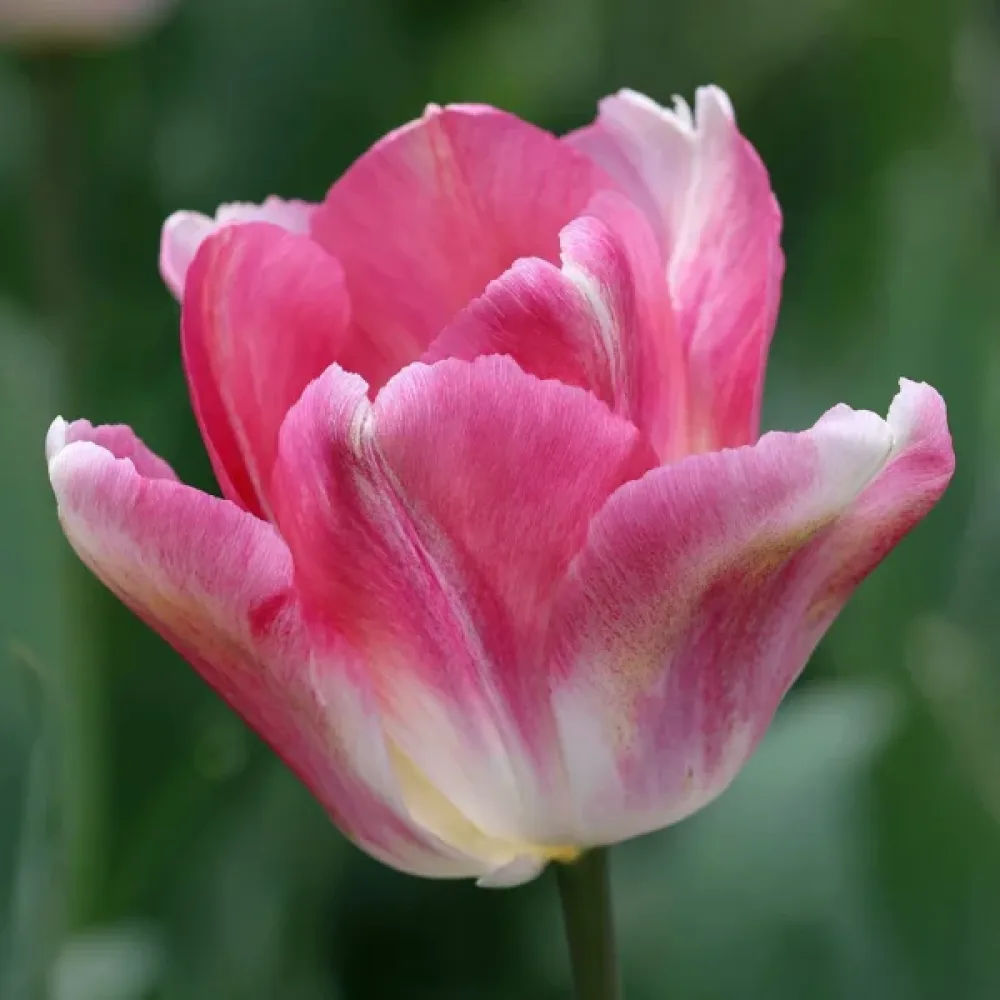 Tulipán Dynasty (rózsaszín)