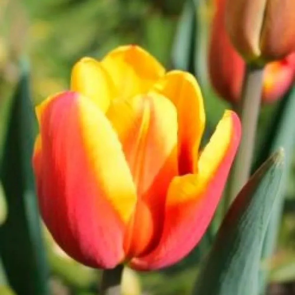 Tulipán Denmark (piros)