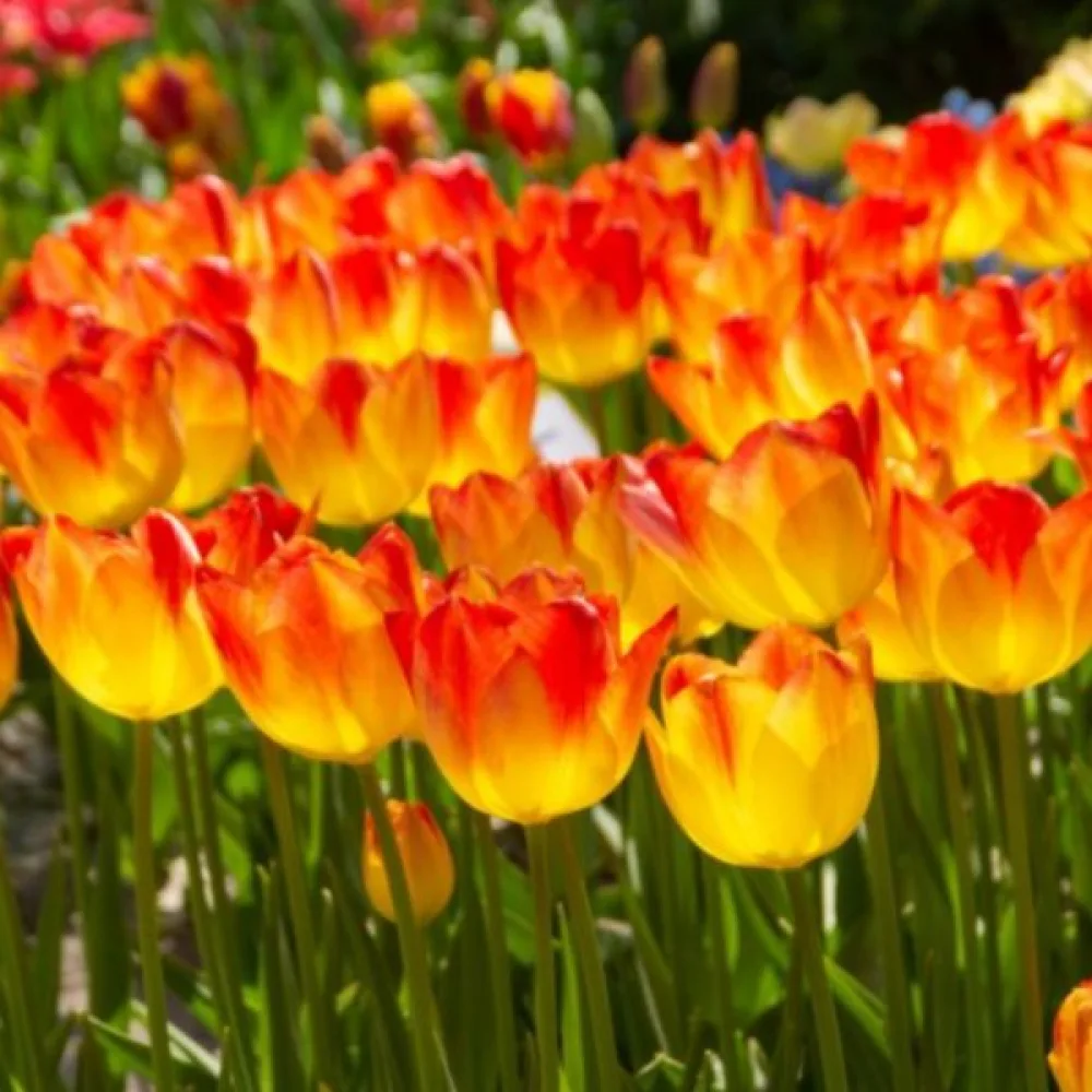 Tulipán Suncatcher