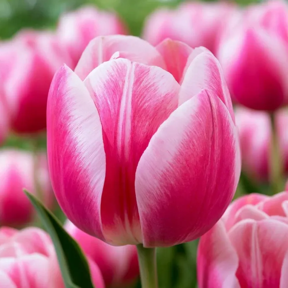 Tulipán Mata Hari (krémszínű)