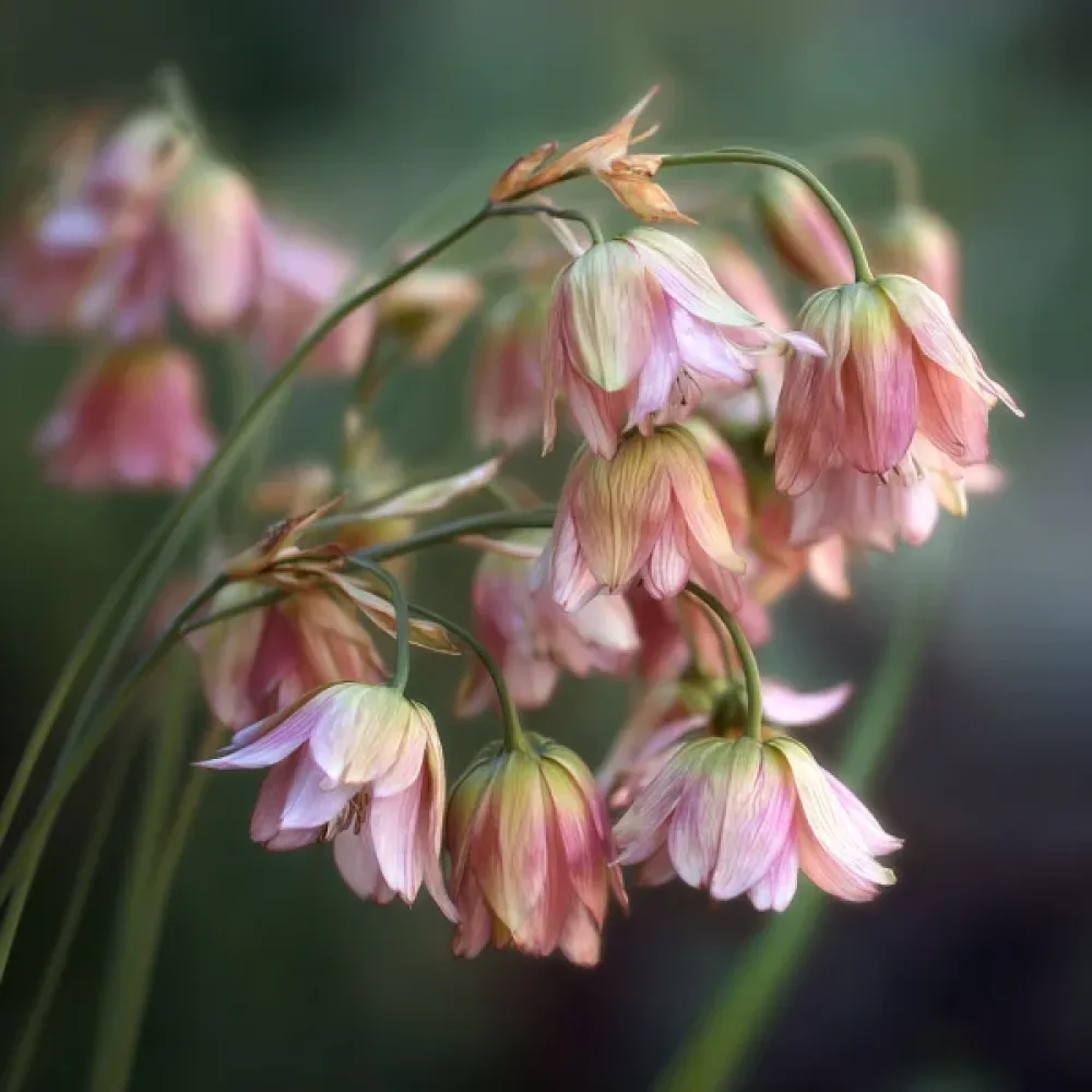 Bolgár mézhagyma siculum ssp bulgaricum (krémszínű)