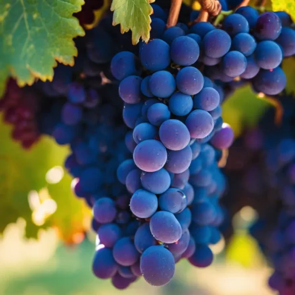 Szőlő Syrah - korai érésű