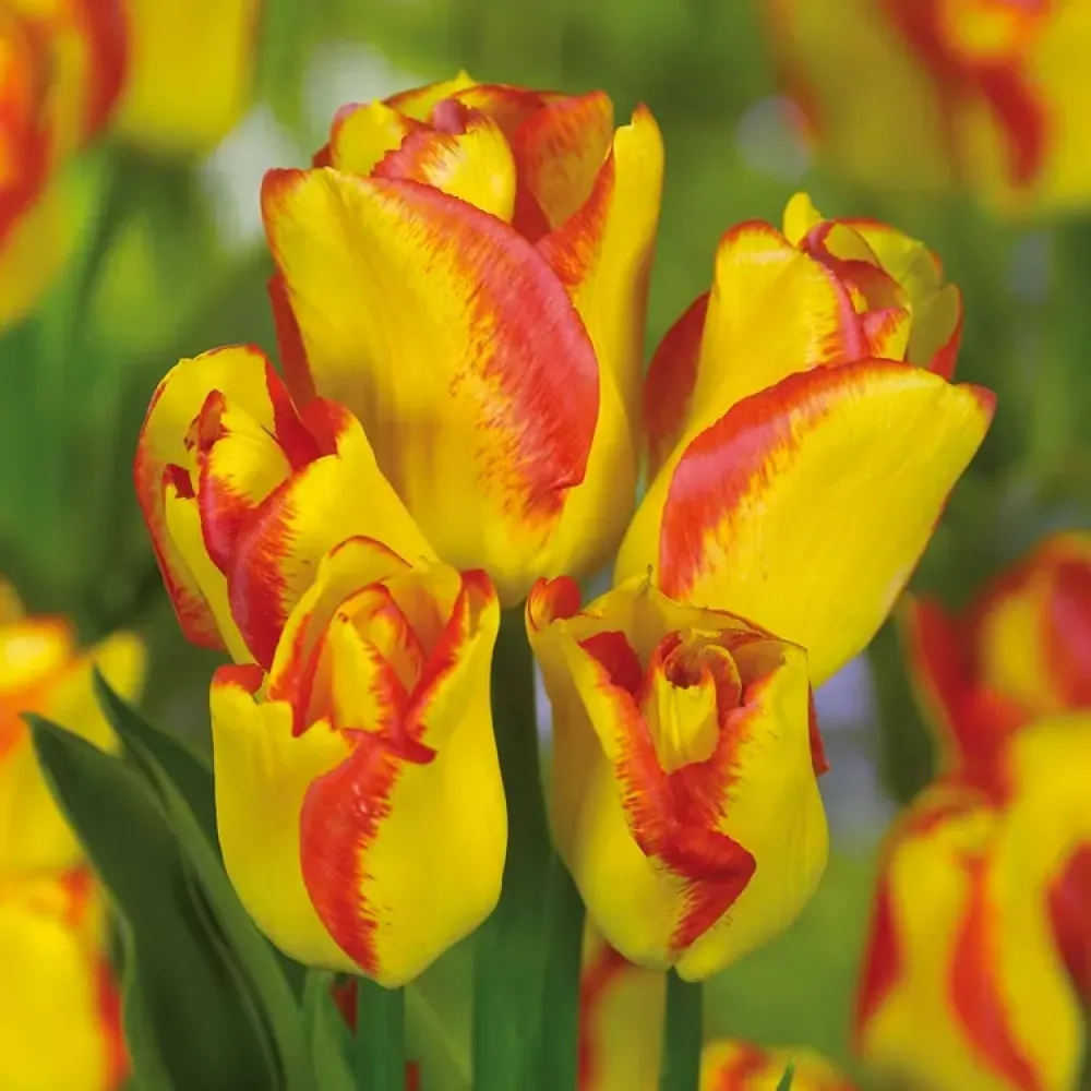 Tulipán Outbreak (narancssárga)