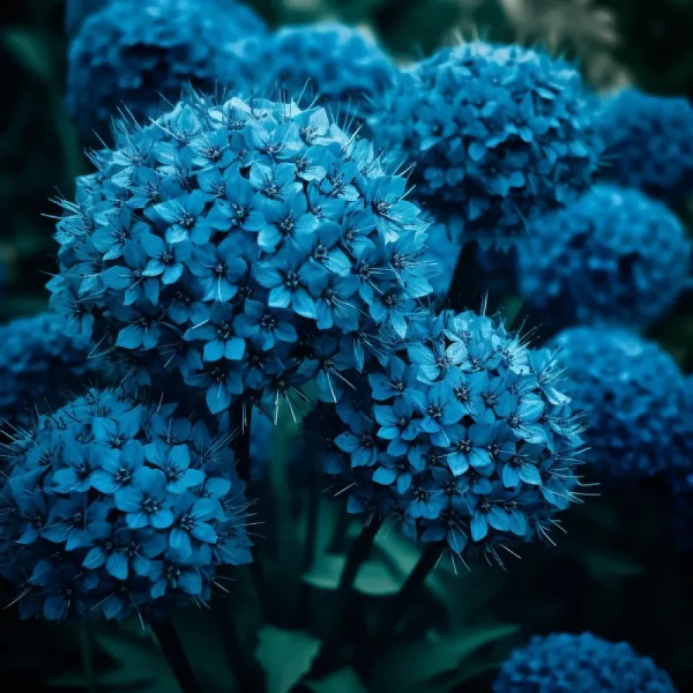Díszhagyma CAERULEUM (AZUREUM) (azúrkék)