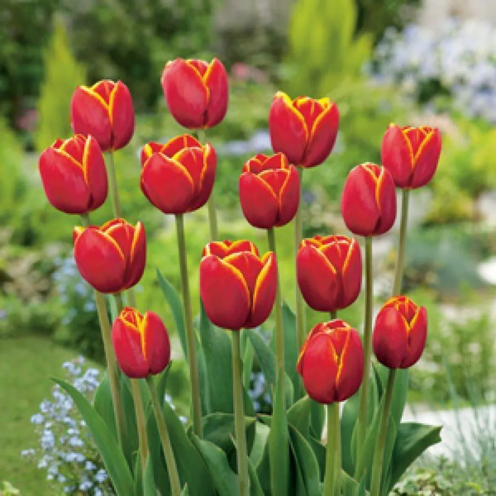 Tulipán Verandi (piros)