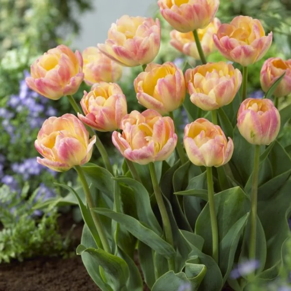 Tulipán Creme Upstar (krémszínű)