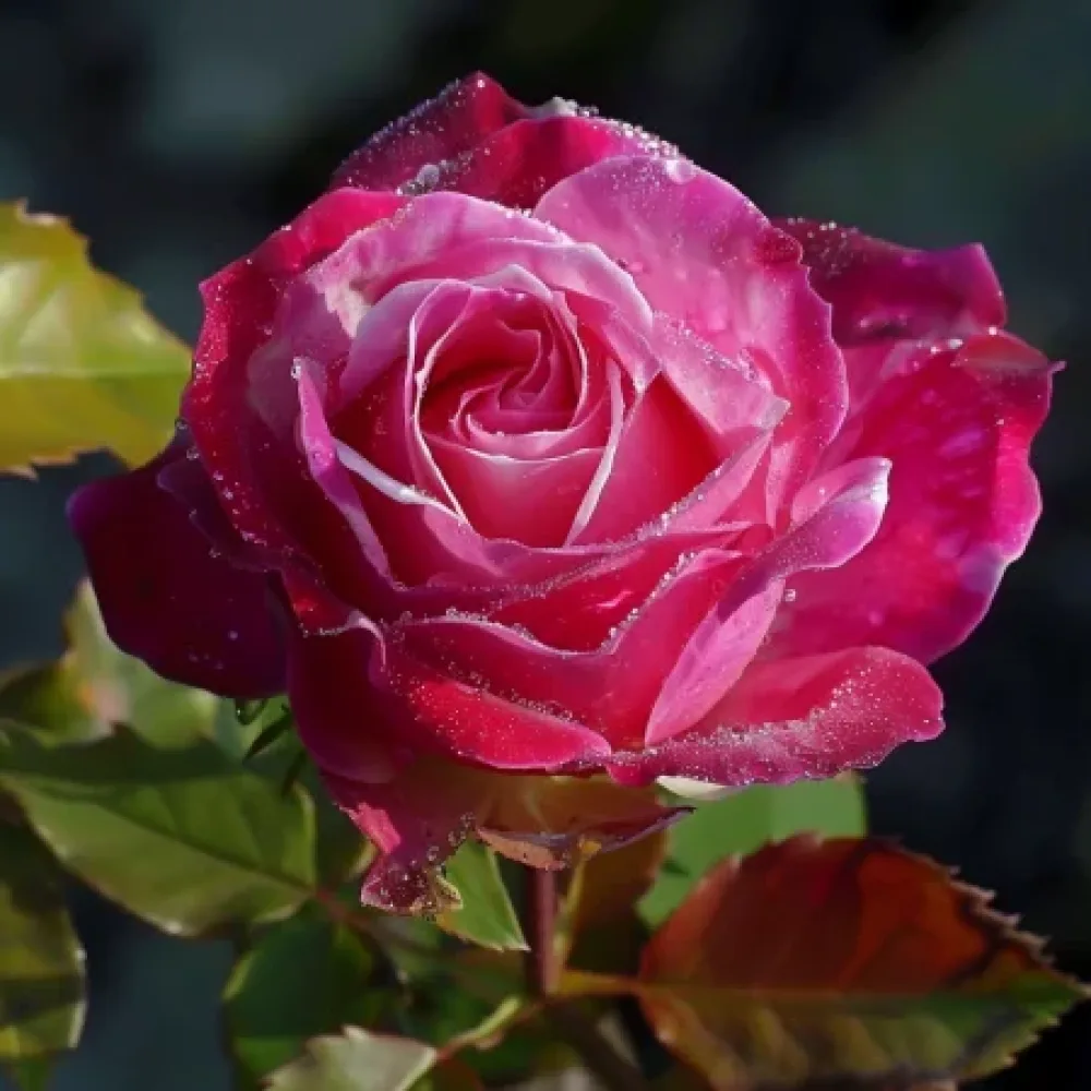 Rózsa Dancing Petal - szabadgyökerű