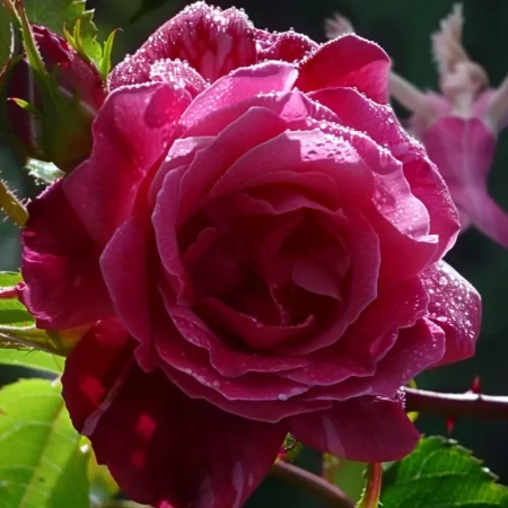 Rózsa Dancing Petal - szabadgyökerű