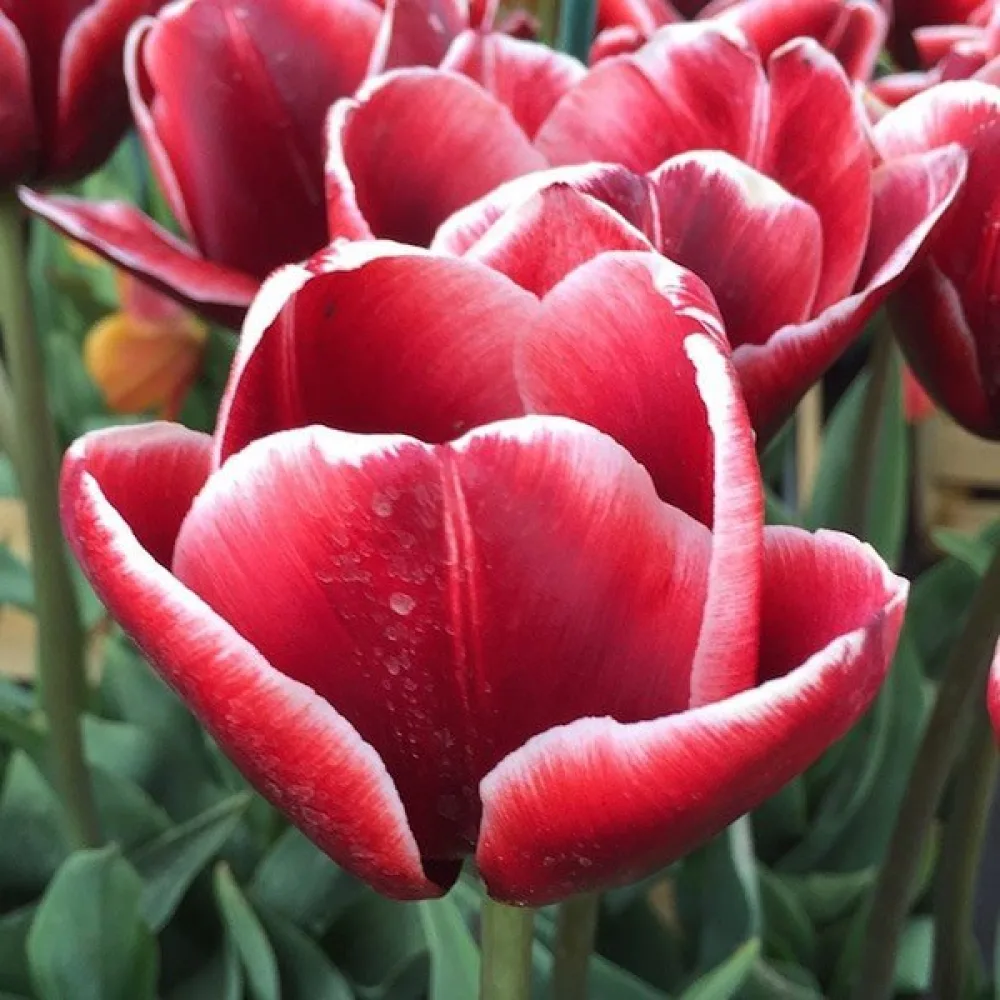 Tulipán Armani (bordó)