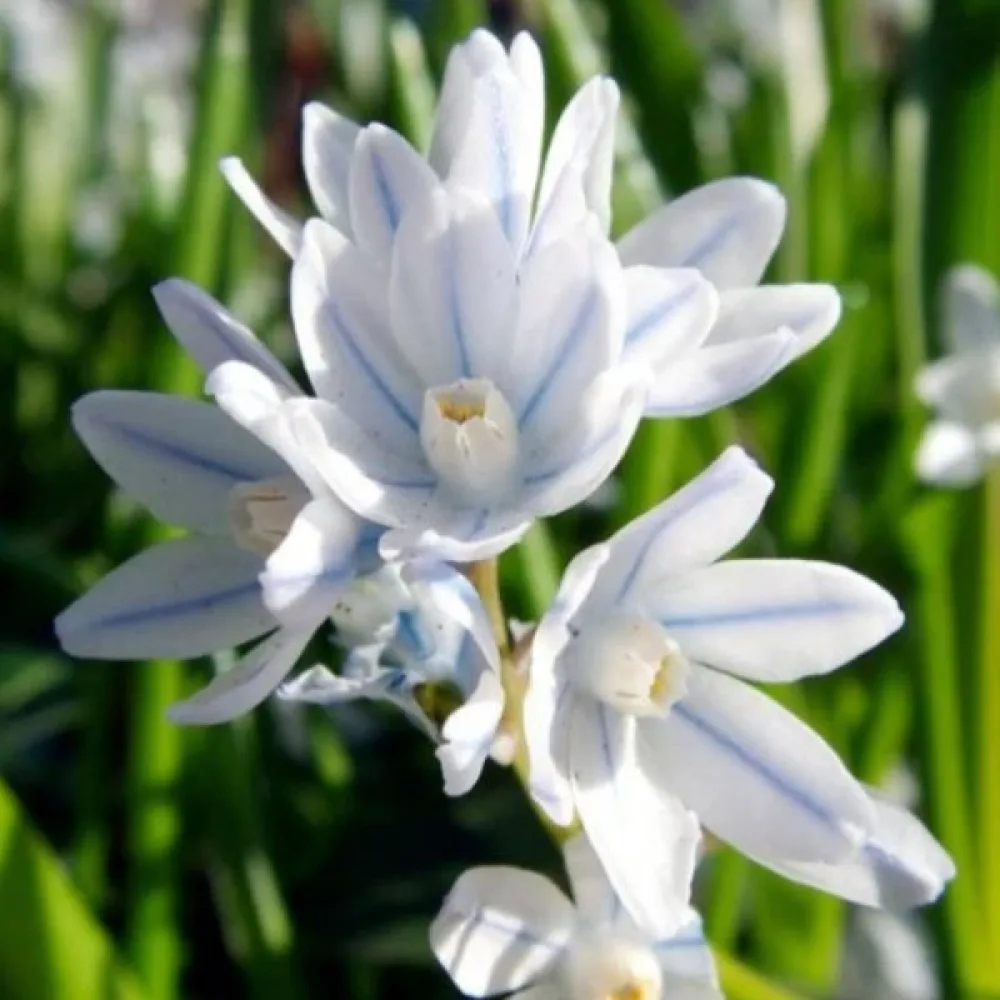 Puskinia scilloides var. libanotica (kék)