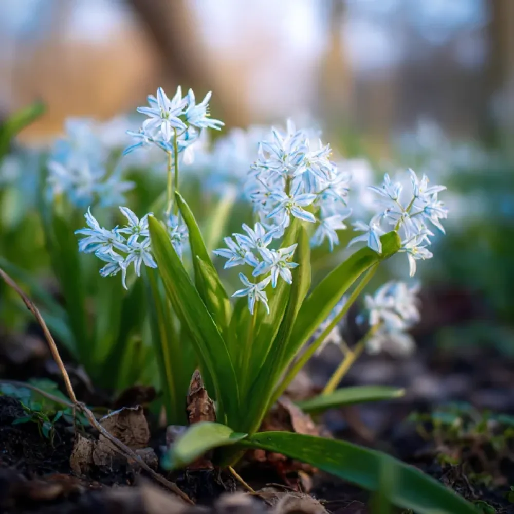 Csillagvirág Siberica Alba (fehér)