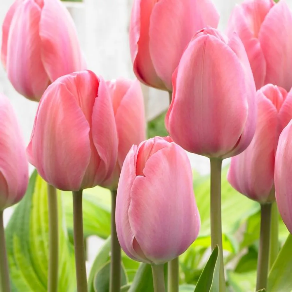 Tulipán Mystic Van Eijk