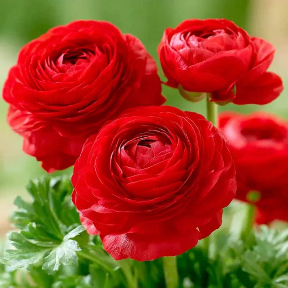 Boglárka Red Tomer (piros)